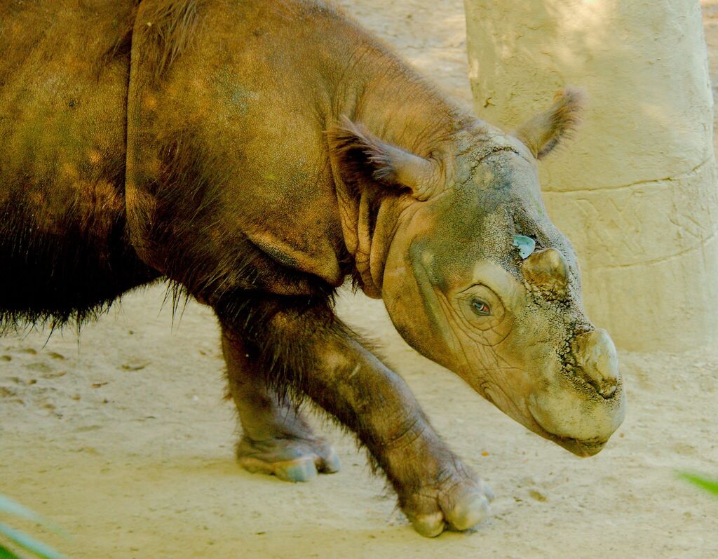 Sumatran Rhinoceros