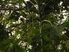Carica papaya
