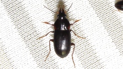 Lachnocrepis parallela