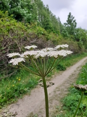 Heracleum sphondylium