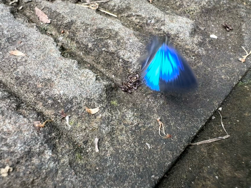 Dark Cerulean