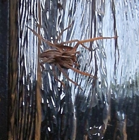 European Nursery Web spider