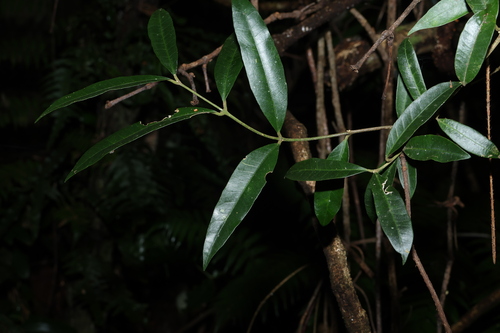 Melodinus acutiflorus observed 2026-10-16