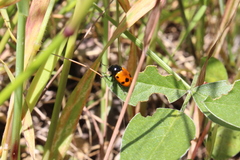Cryptocephalus trimaculatus