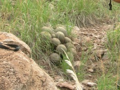 Coryphantha recurvata recurvata
