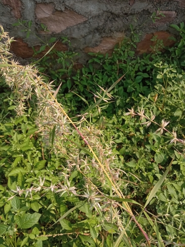 Apluda mutica observed 2026-10-17