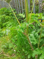 Heracleum sphondylium