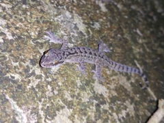 Cyrtodactylus marmoratus