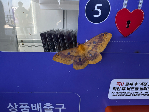 Squeaking Silkmoth