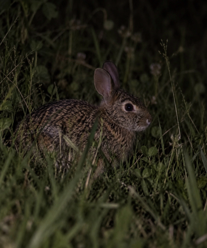 Brush Rabbit observed by bsmedley