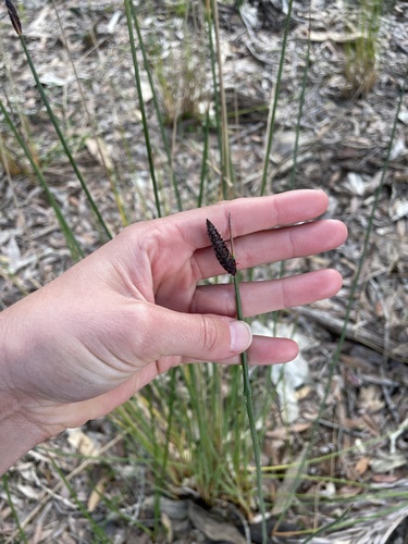 Lepironia articulata observed 2026-10-17