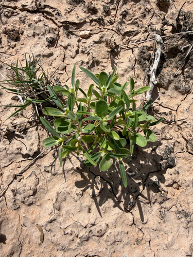 Squareseed Spurge