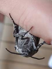 Prionoxystus robiniae