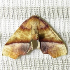 Plagodis phlogosaria