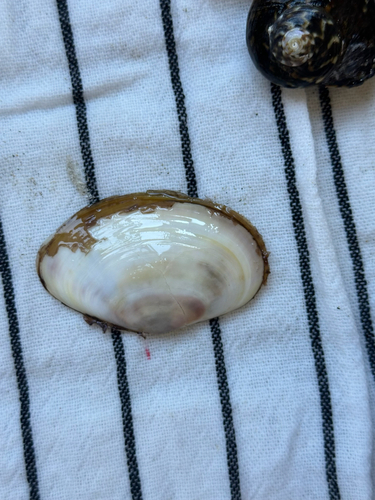 Hiatula biradiata, 2026-10-17