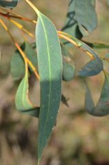 Eucalyptus aromaphloia