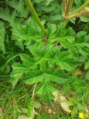 Heracleum sphondylium