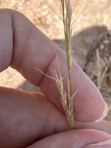 Aristida adscensionis observed 2026-10-11
