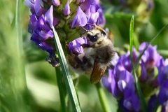 Bombus veteranus