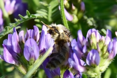 Bombus veteranus
