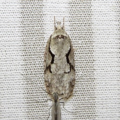 Semioscopis packardella