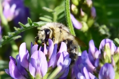 Bombus veteranus