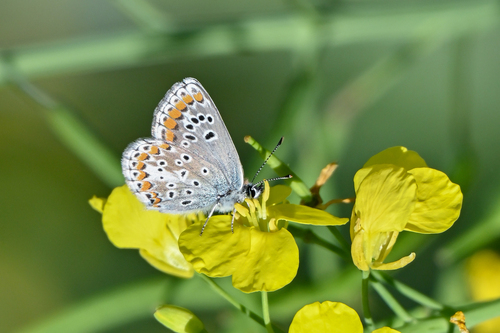 Brown Argus