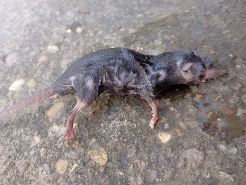 Suncus murinus observed 2026-10-17