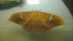 Cricula trifenestrata