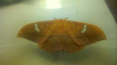 Cricula trifenestrata