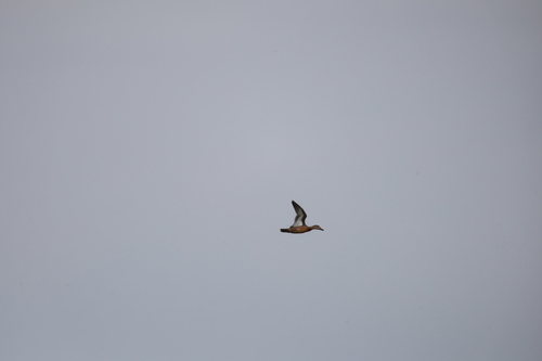 iNaturalist image