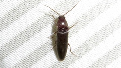 Melanotus castanipes