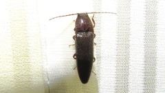 Melanotus castanipes