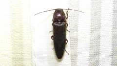 Melanotus castanipes