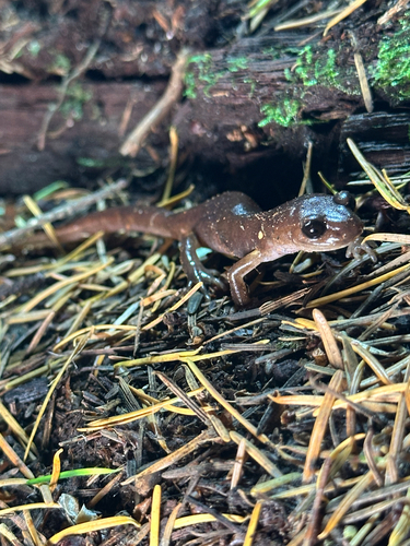 Ensatina