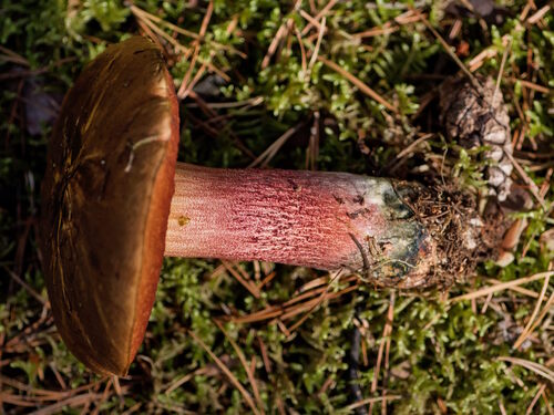 Dotted Stem Bolete