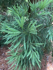 Cryptomeria