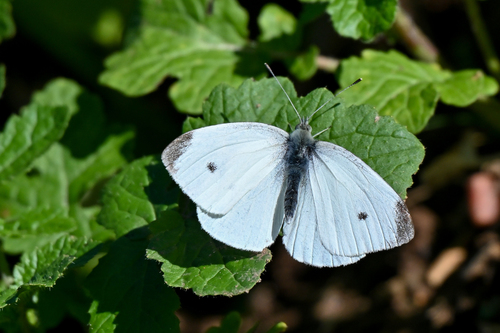 Small White