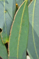 Eucalyptus aromaphloia