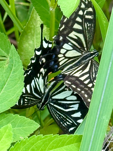 Chinese Yellow Swallowtail