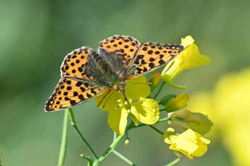 Queen of Spain Fritillary
