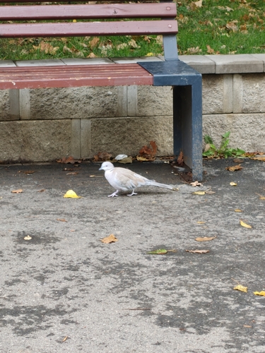 Eurasian Collared-Dove