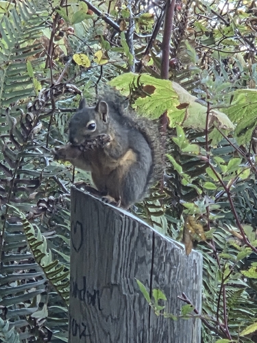 Douglas's Squirrel observed by kacandra