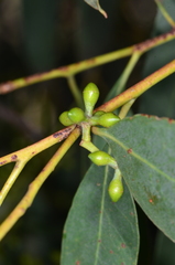 Eucalyptus aromaphloia