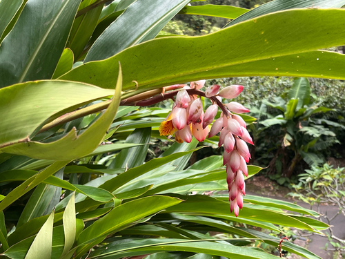Alpinia zerumbet observed 2026-10-16