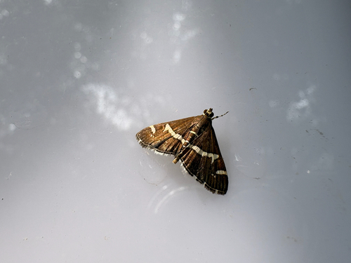 Hawaiian Beet Webworm Moth