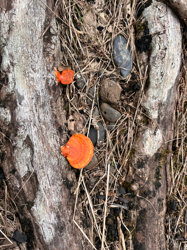 Trametes observed 2026-10-16