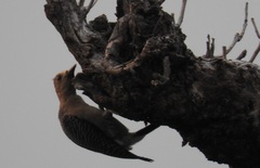 Melanerpes aurifrons