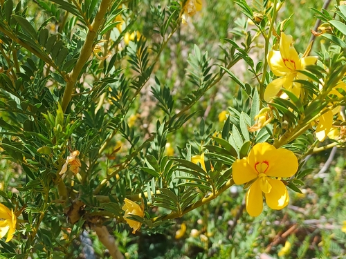 Petalostylis labicheoides observed 2026-10-17