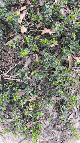 Podolobium procumbens observed 2026-10-15
